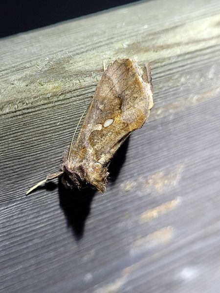 Chrysodeixis chalcites  - Thomas Lux