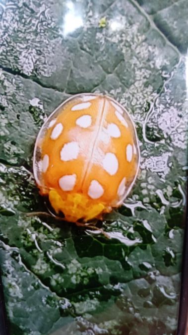 Halyzia sedecimguttata  - Christian Rust