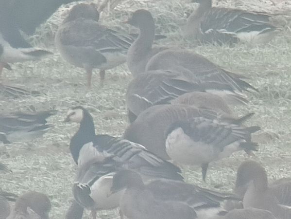 bernikla białolica  - Michał Białek