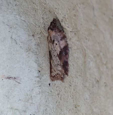 Acleris laterana  - Thomas Lux