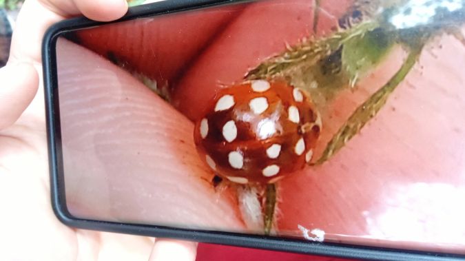 Coccinelle à 14 points  - Christian Rust