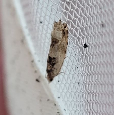 Crocidosema plebejana  - Thomas Lux