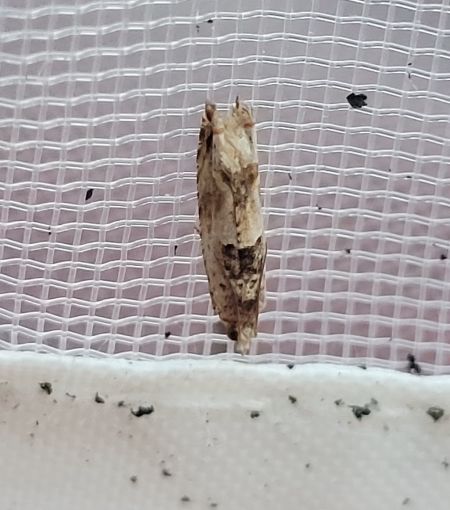 Crocidosema plebejana  - Thomas Lux