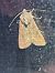 Peridroma saucia  - Thomas Lux