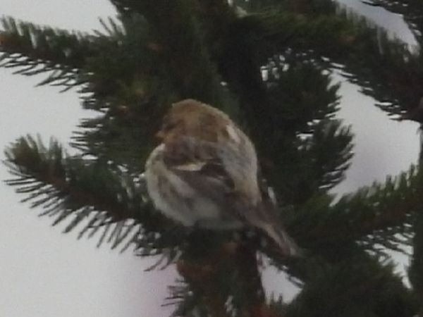 Lesser Redpoll  - Adam Olszewski