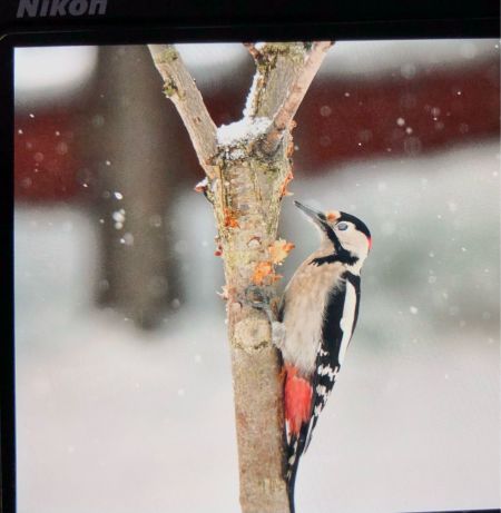 Hybride Pic épeiche x syriaque  - Ryszard Dworak