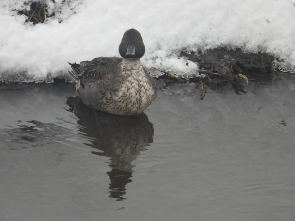 Northern Pintail  - Adam Olszewski