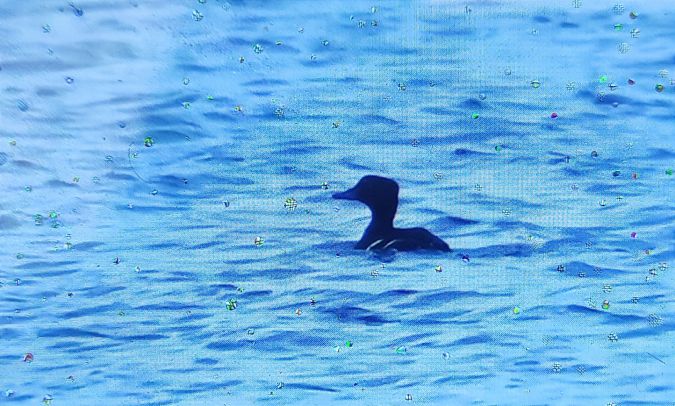 Eider de Steller  - Marek Betlejewicz