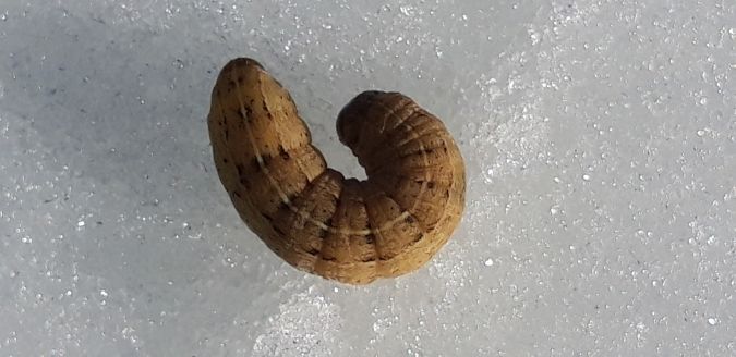 Noctua pronuba  - Michele Cento