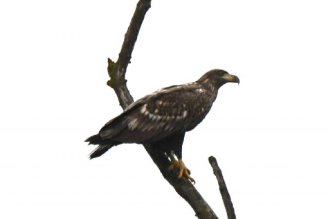 White-tailed Eagle  - Małgorzata Łuczkiewicz