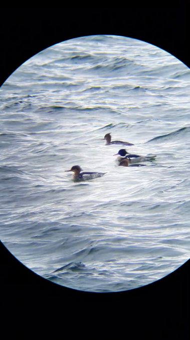 Red-breasted Merganser  - Ewa Nalepa