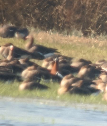 Red-breasted Goose  - Tomasz Gogołek