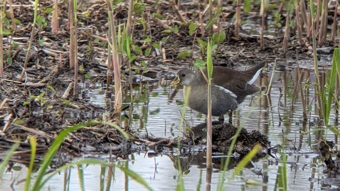 Gallinule africaine  - Thomas Armand