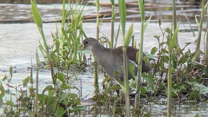Gallinule africaine  - Thomas Armand