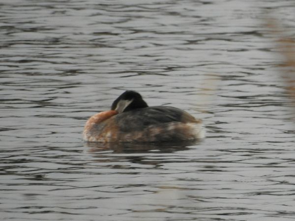 Red-necked Grebe  - Beata Kawka