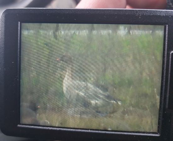 Pink-footed Goose  - Katarzyna Kąciak