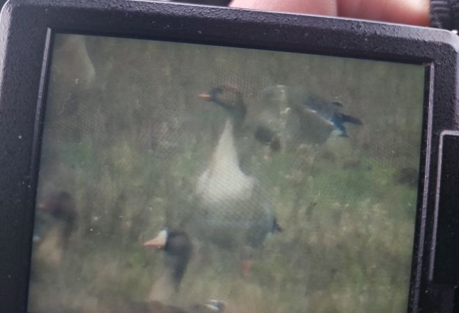 Pink-footed Goose  - Katarzyna Kąciak