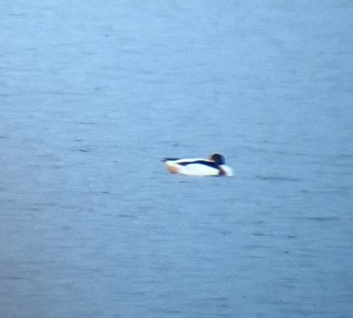 Common Shelduck  - Tomasz Sczansny