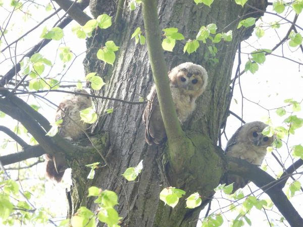 Tawny Owl  - Adam Olszewski