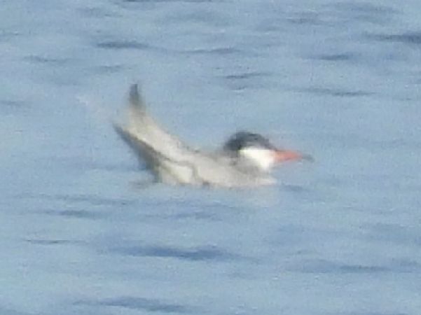 Common Tern  - Adam Olszewski