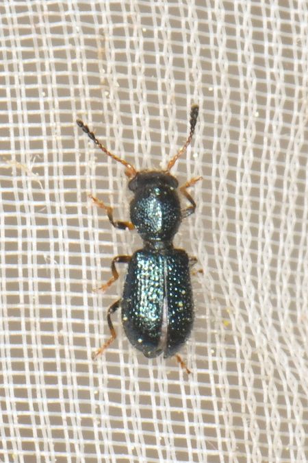 Korynetes geniculatus  - Shamgar Brook