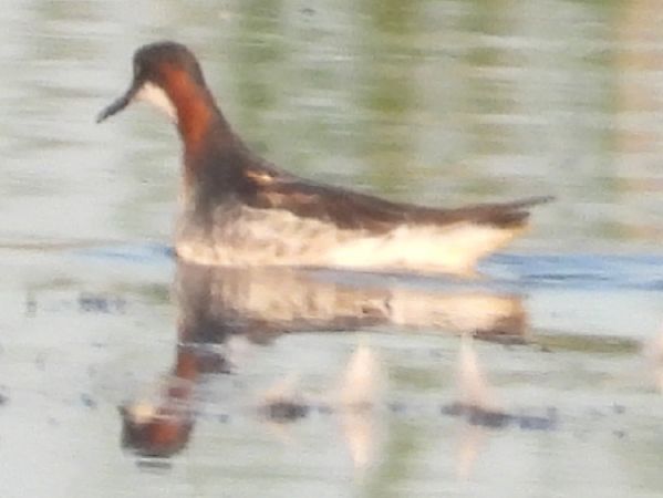 Phalarope à bec étroit  - Adam Olszewski