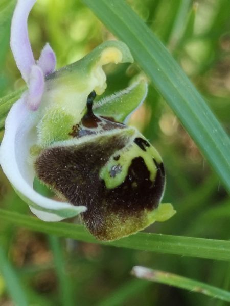 Ophrys fuciflora subsp. druentica  - Richard Fay