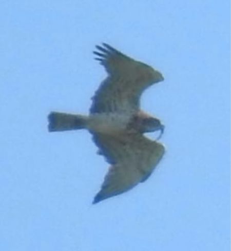 Schlangenadler  - Monika Turczyńska