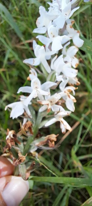 Dactylorhiza fuchsii  - Marc et M-Joëlle Silvestre