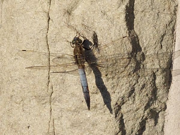 lecicha pospolita  - Rafał Walczybok