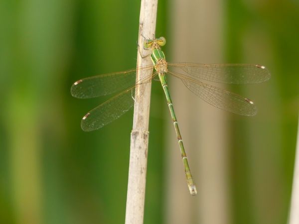 Lestes barbarus - Nicolas Mokuenko (LPO Aqu)