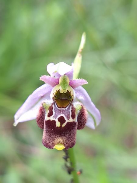 Ophrys gresivaudanica  - Emmanuel Cosson