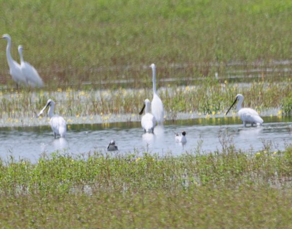 Eurasian Spoonbill  - Katarzyna Szałas