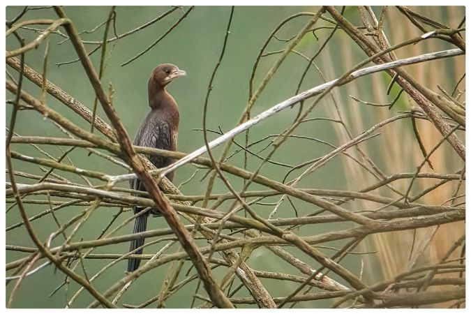 kormoran mały 