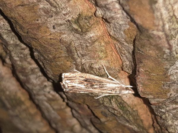 Catoptria verellus  - Thibaut Durr