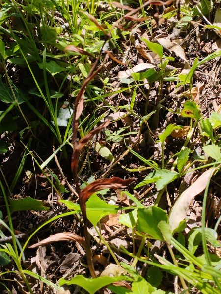 Epipactis fageticola  - Gérard Joseph