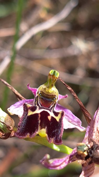 Ophrys fuciflora subsp. souchei  - Emmanuel Cosson
