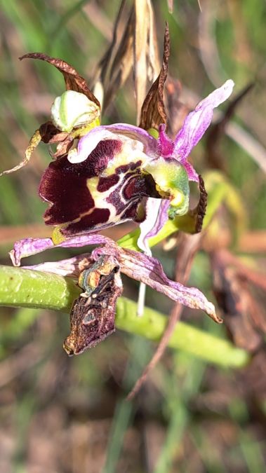 Ophrys fuciflora subsp. souchei  - Emmanuel Cosson