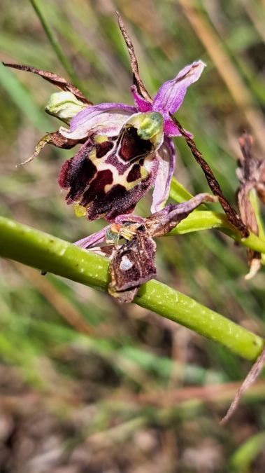 Ophrys fuciflora subsp. souchei  - Emmanuel Cosson