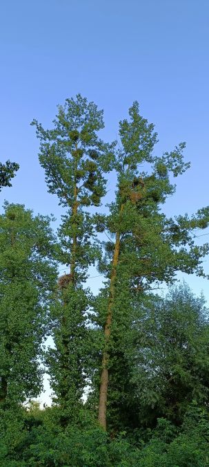 Weissstorch  - Marcin Sołowiej