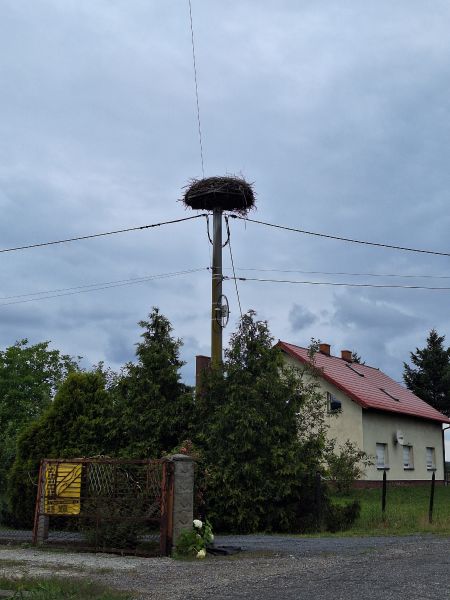 bocian biały  - Tomasz Sczansny