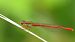 Cériagrion délicat - Masson Frédéric