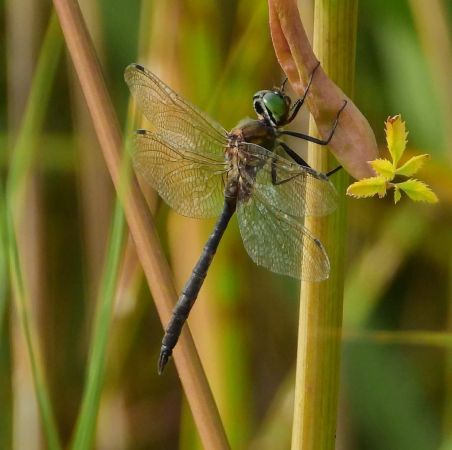 miedziopierś żółtoplama  - Wojciech Łapiński
