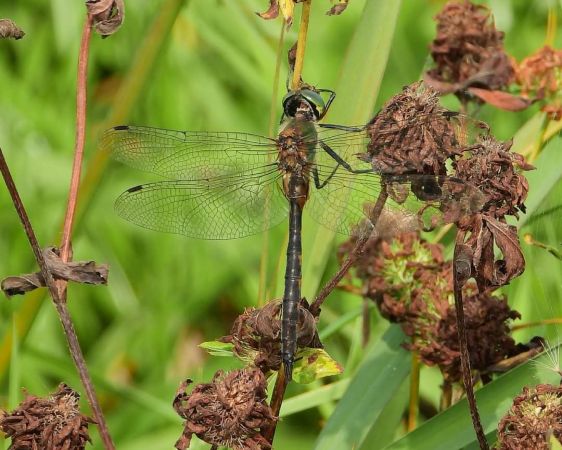 Gefleckte Smaragdlibelle  - Wojciech Łapiński