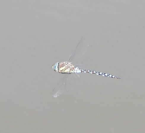 żagnica jesienna  - Wojciech Łapiński