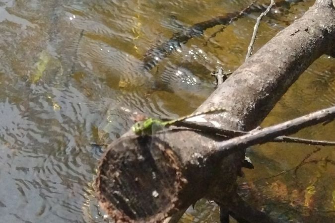 trzepla zielona  - Mariusz Zub