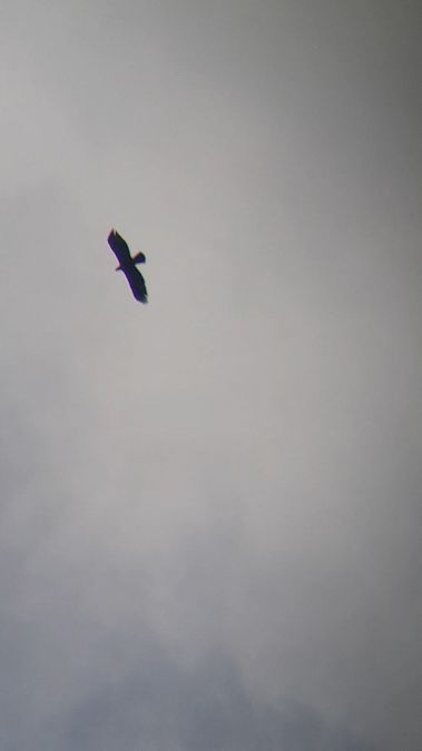 Aigle royal  - Ewa Nalepa