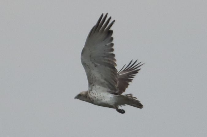 Schlangenadler  - Mariusz Lizoń