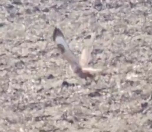 Long-legged Buzzard  - Anna Kaniewska-Skoczylas