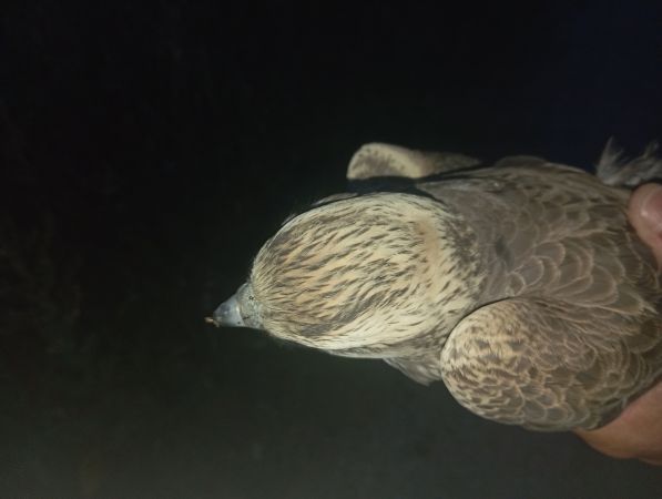 Faucon lanier  - Luka Bollet-Dugoul